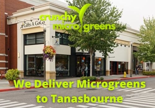 Crunchy Microgreens We Deliver Microgreens to Tanasbourne