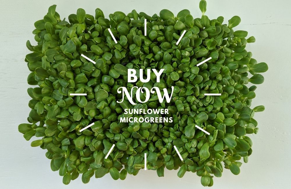 Buy sunflower microgreens here