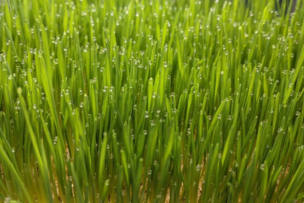 Organic wheatgrass in portland oregon