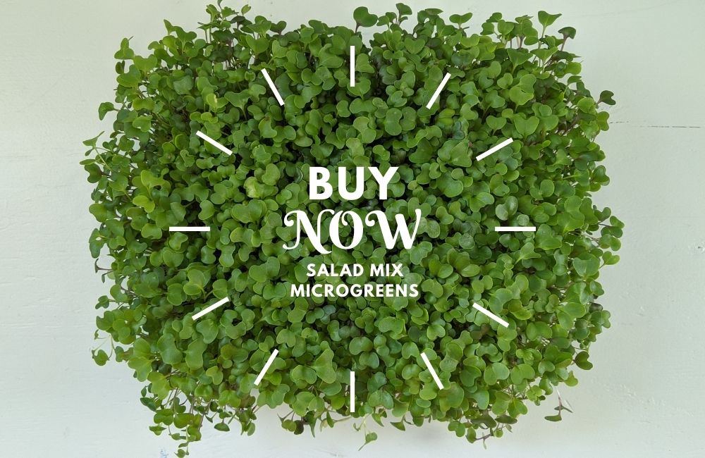 Salad mix microgreens