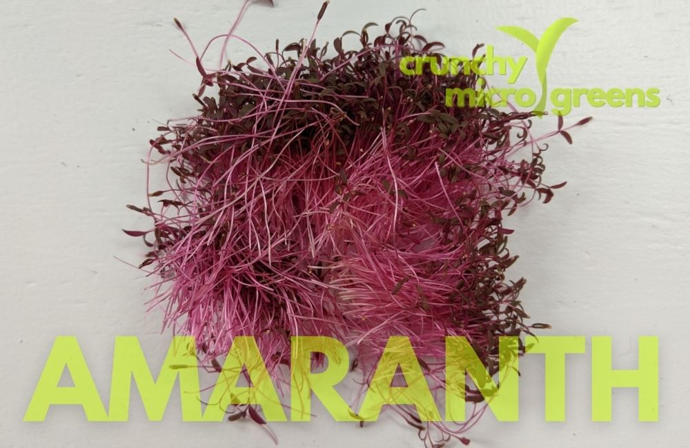 Red amaranth microgreen