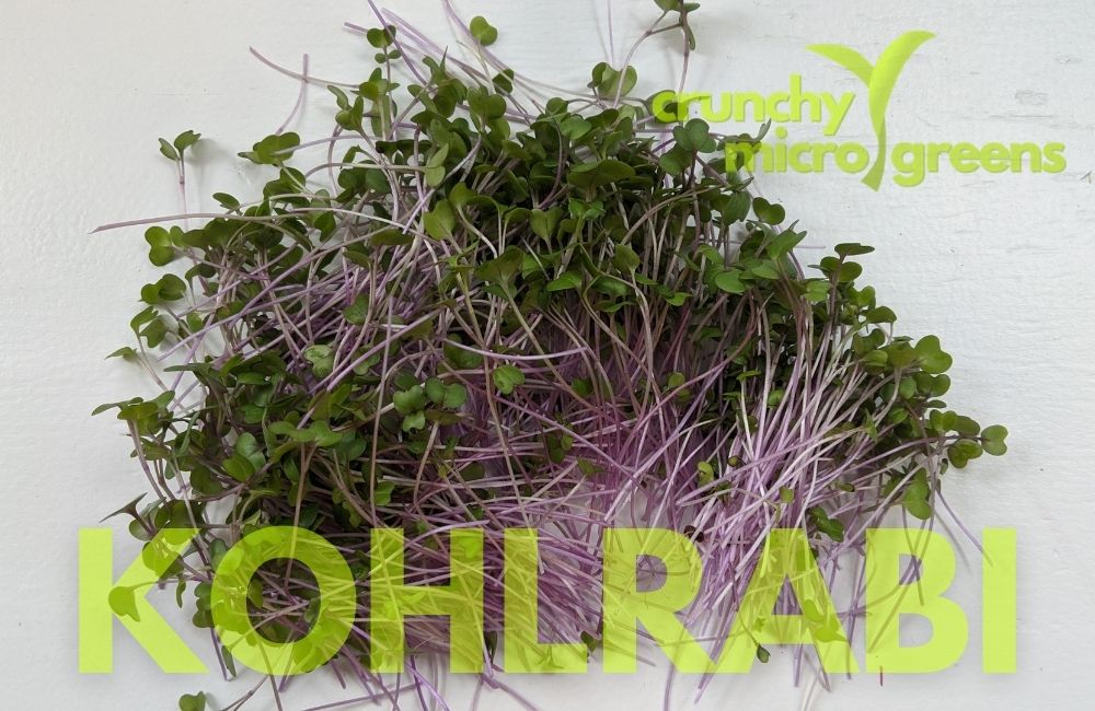 Buy kohlrabi purple vienna microgreens